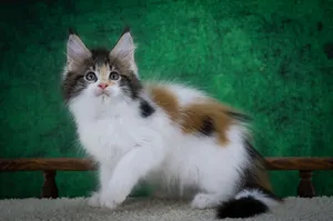 Котенок мейн-кун