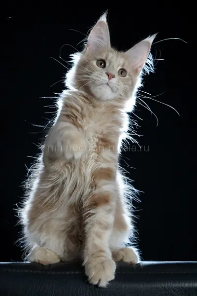 Котенок мейн-кун