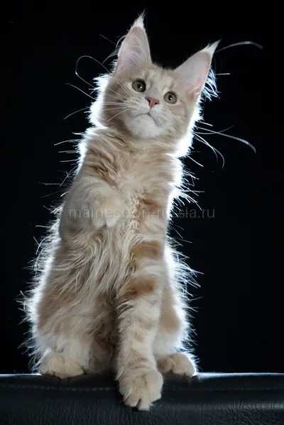 Котенок мейн-кун