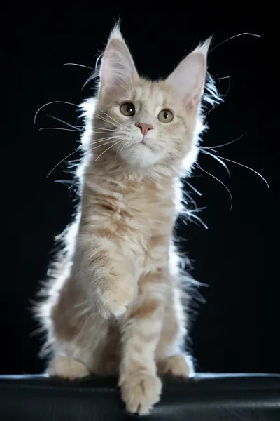 Котенок мейн-кун