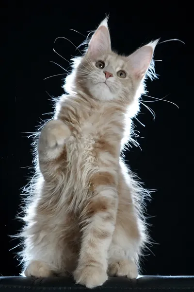Котенок мейн-кун