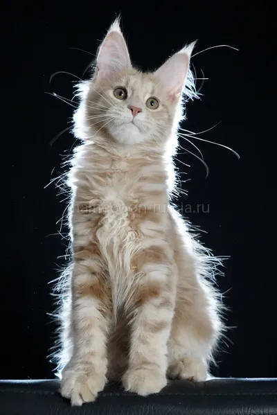 Котенок мейн-кун