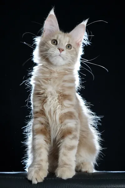 Котенок мейн-кун