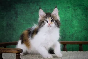 Котенок мейн-кун