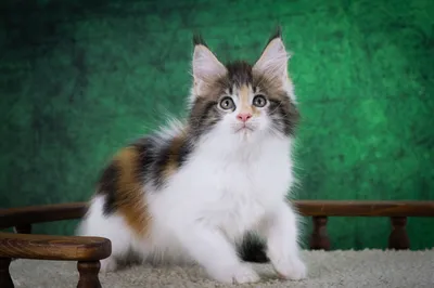 Котенок мейн-кун
