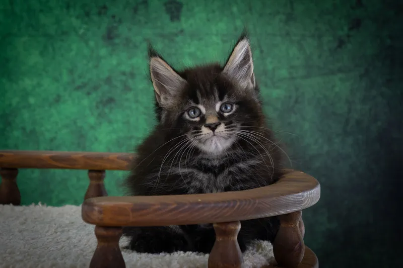 Maine Coon kitten Black marble, rossetes blotched MCO n 25 Boy