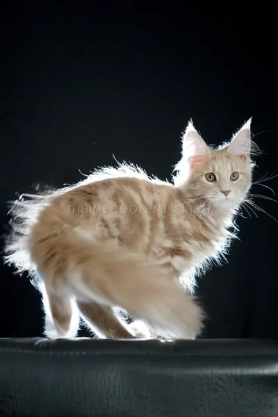 Котенок мейн-кун