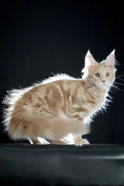 Котенок мейн-кун