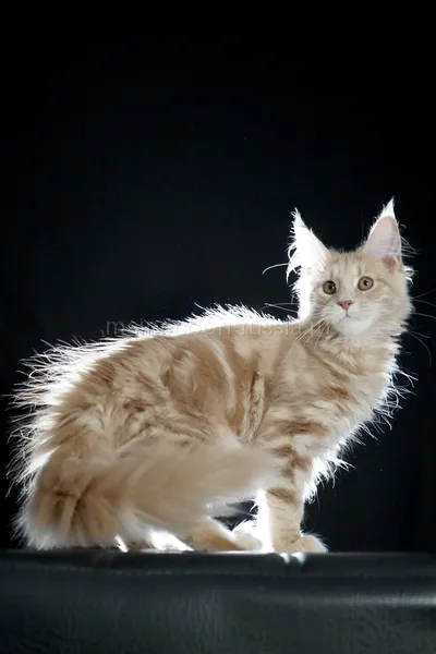 Котенок мейн-кун