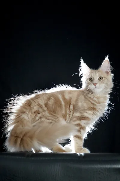 Котенок мейн-кун