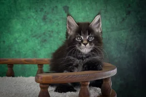 Котенок мейн-кун