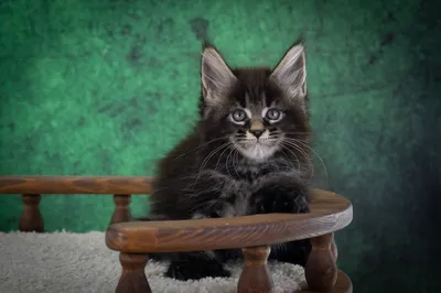 Котенок мейн-кун