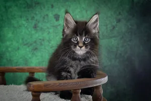 Котенок мейн-кун