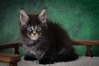 Котенок мейн-кун