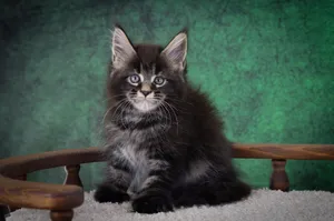 Котенок мейн-кун