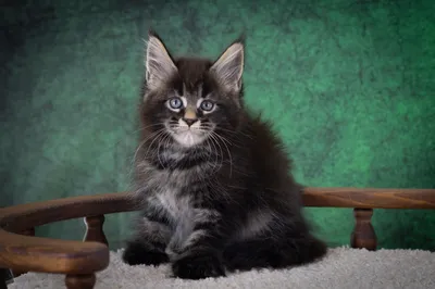 Котенок мейн-кун
