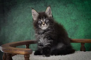 Котенок мейн-кун