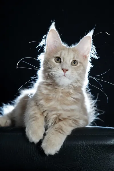Котенок мейн-кун