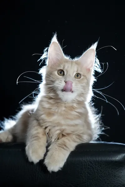 Котенок мейн-кун
