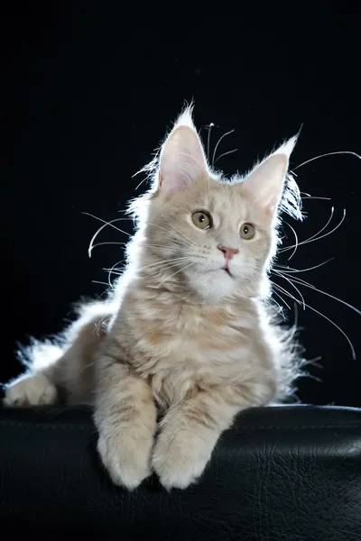 Котенок мейн-кун