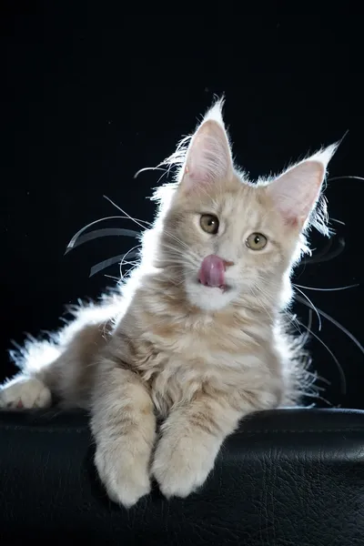 Котенок мейн-кун
