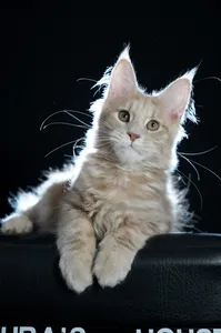 Catrin