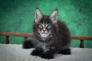 Котенок мейн-кун