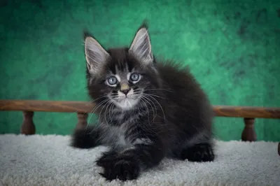 Котенок мейн-кун