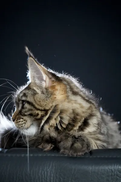 Котенок мейн-кун