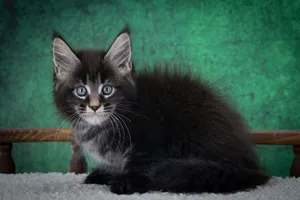 Котенок мейн-кун