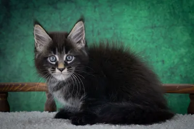 Котенок мейн-кун