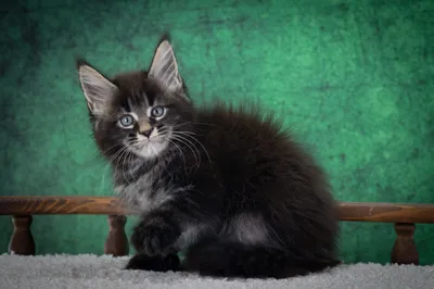 Котенок мейн-кун