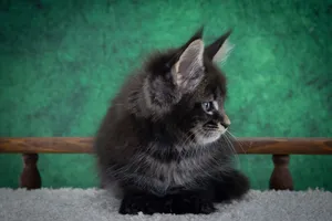 Котенок мейн-кун