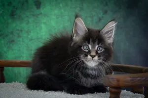 Котенок мейн-кун