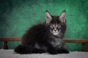 Котенок мейн-кун