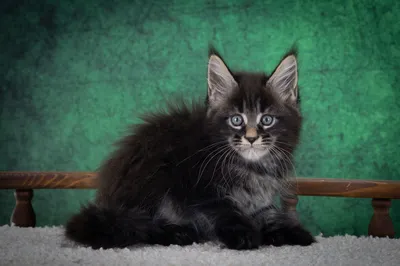 Котенок мейн-кун