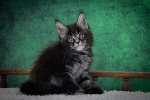 Котенок мейн-кун