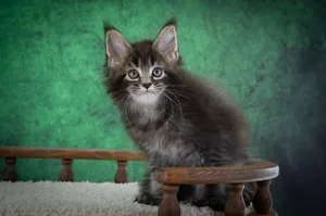 Котенок мейн-кун