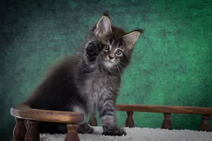 Котенок мейн-кун