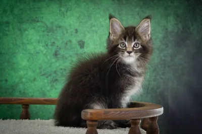 Котенок мейн-кун
