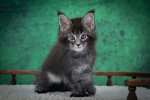 Котенок мейн-кун