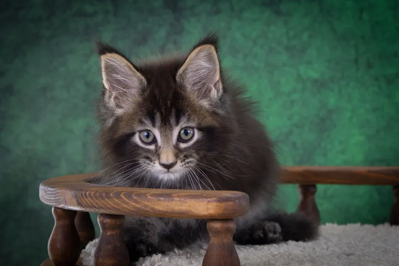 Maine Coon kitten Black marble, rossetes blotched MCO n 25 Boy