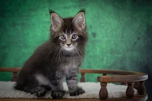 Котенок мейн-кун