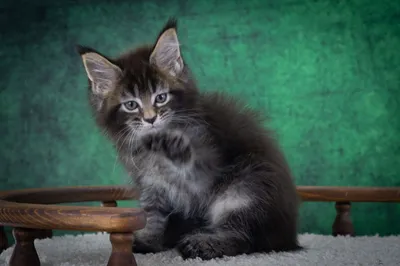 Котенок мейн-кун