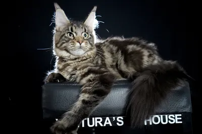 Котенок мейн-кун