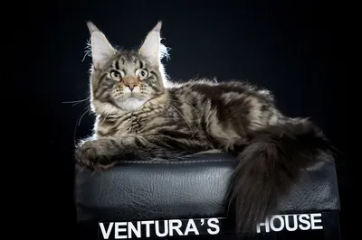 Котенок мейн-кун