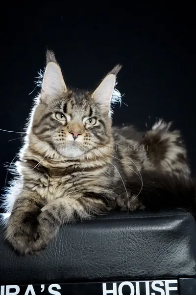 Котенок мейн-кун