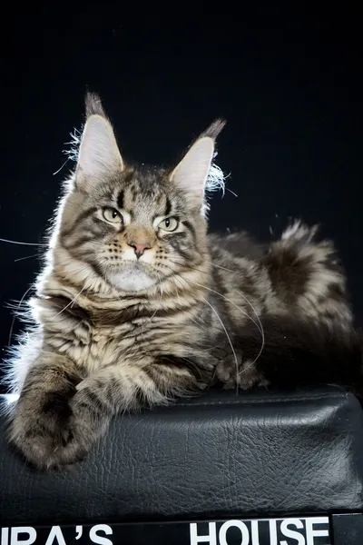 Котенок мейн-кун