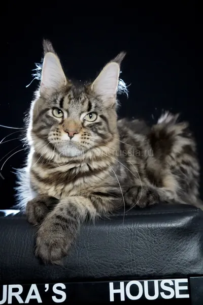 Котенок мейн-кун