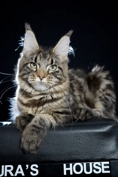 Котенок мейн-кун